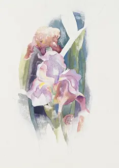 Garden Prints: PURPLE IRIS, by Charles Demuth, c