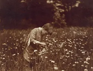 Daisies Prints: Quentin Roosevelt catching June bugs in a field of daisies at Sagamore Hill