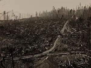 Axes Prints: Railroad tracks run through clear cut with steep uphill grade in the Korbel area of Humboldt County