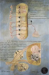 Cell Prints: RAMON Y CAJAL, Santiago (1852-1934)