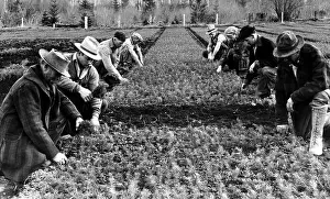 Planting Prints: The reforestation army at work at the Wind River