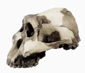 Aisagp2 Prints: Reproduction of Zinjanthropus Bosei skull (1)