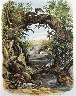 Metazoa Prints: Reptiles and Crustaceans. Engraving after a drawing by a F