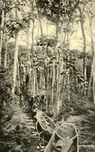 Canoe Prints: The Roosevelt-Rondon Expeditions 15 Brazilian porters drag canoes over a portage
