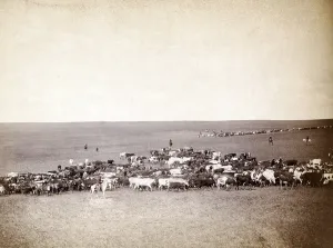 Stagecoach Prints: Round-up scenes on Belle Fourche, Dakota Territory. photo by John C. Grabill, 1887
