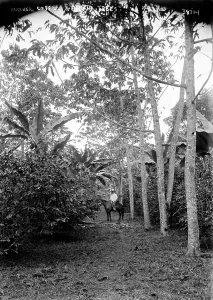 Images Dated 2nd September 2010: Rubber, coffee and banana trees, 1910s