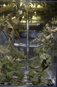 Images Dated 4th June 2012: Russian Lada greenhouse on the International Space Station