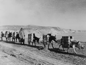 Russians Prints: Russian soldier with a pack train of donkeys during World War 2