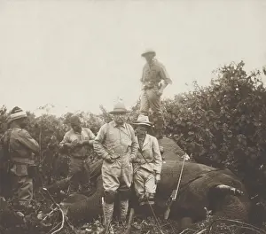 Shot Prints: Safari group stands around a bull elephant Theodore Roosevelt shot at Meru