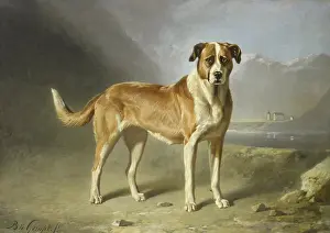 Canine Prints: A Saint Bernard Dog, by Bernard te Gempt