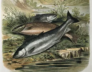 Fishes Prints: Salmons. Engraving after a drawing by a F