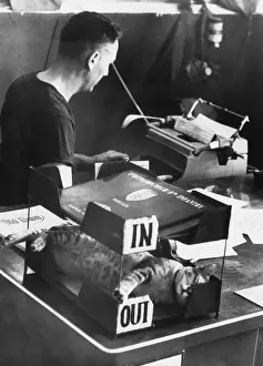 Typewriter Prints: SAM, mascot of U.S. Army outfit at Cu Chi