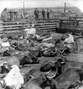 Images Dated 5th November 2008: Scene in the Great Union Stockyards, Chicago, Ill. Stereocard, ca. 1900