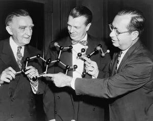 Pharmaceuticals Prints: Scientists with a model of the molecular structure of cortisone