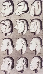 Primates Prints: A series of primate heads progressively develop to more human-like features