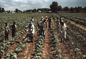 Marion Post Wolcott Prints: Sharecroppers at Bayou Bourbeau plantation