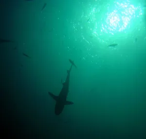 Underwater Prints: Shark silhouetted in the sun. Near Palau