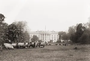 Bsloc 2011 17c Prints: Sheep grazing on the White House Lawn. during World War 1 from 1916 to 1919