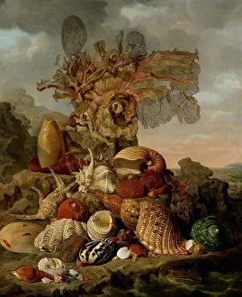 Rocks Prints: Shells and Marine Plants, by Henricus Franciscus Wiertz