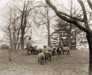 Bsloc 2011 17c Prints: Shepherd with the White House sheep that kept the lawn trimmed