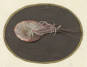 Brush Prints: Shrimp, by Jan Augustin van der Goes