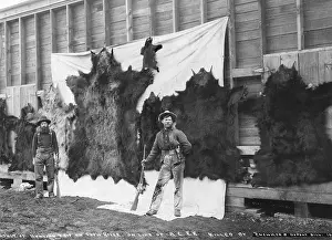 Trophy Prints: Skins of animals killed on Show River