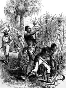 Slavery Prints: Slaves harvesting sugar cane. Courtesy: CSU Archives / Everett Collection