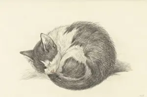 Lcgr1602 Prints: Sleeping Cat Rolled into a Ball