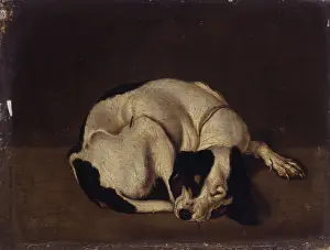 Sweetness Prints: Sleeping Dog, after Arcangelo Resani