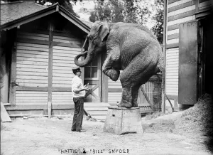 Central Park Prints: Bill Snyder, elephant trainer, and Hattie the elephant