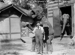 Central Park Prints: Bill Snyder, elephant trainer, and Hattie the elephant