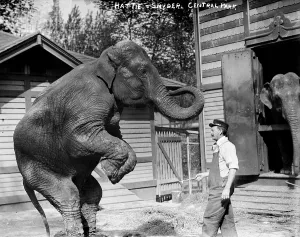 Central Park Prints: Bill Snyder, elephant trainer, and Hattie the elephant