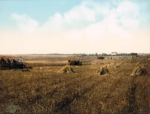 Images Dated 3rd November 2008: South Dakota harvest field. photochrom, 1898