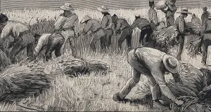 Land Prints: Spain (19th c.). Soldiers of the hunters battalion of Puerto Rico used in the harvest during a strike in Jerez de la