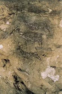 Prehistoric Prints: SPAIN. Bicorp. La Araa Cave. Deers and goats (8000-7000 BC)