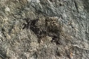 Prehistory Prints: SPAIN. El Perell. Cave of La Cabra Freixet