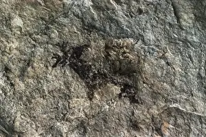 Stone Age Prints: SPAIN. El Perello. Cave of La Cabra Freixet