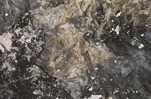 Cave Prints: SPAIN. Ulldecona. Ermites Shelter