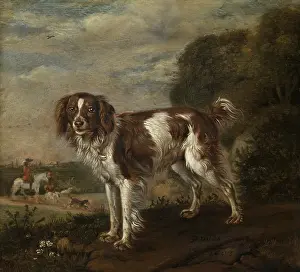 1650s Prints: A Spaniel, by Paulus Potter, 1653