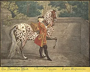 Metazoa Prints: Spanish horse, type Equus Hispanicus