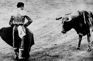 Bull Prints: Spanish matador Emilio Redondo holds cape before a bull. Ca. 1960