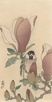Gbcfa Prints: Sparrow on Blooming Magnolia Branch