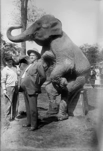 Images Dated 7th December 2007: Stewart (right), and elephant, circa early 1900s