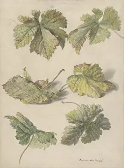Stems Prints: Studies of Vine Leaves, by Willem van Leen
