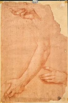 Human Hand Prints: Study of Hands and Arms, by Cesare da Sesto