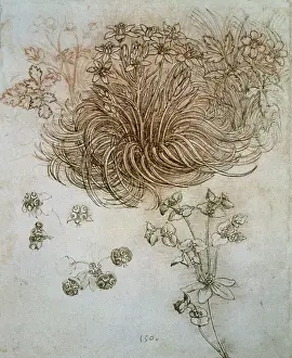 Insect Prints: Study of plants and flowers. Renaissance art