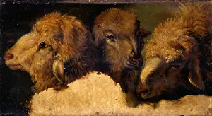 Study Prints: Study of Sheep Head, by Francesco Londonio