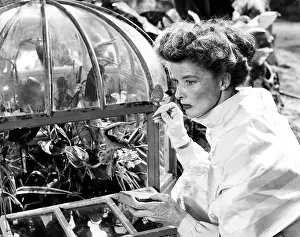Jsx 73 Prints: SUDDENLY LAST SUMMER, Katharine Hepburn, 1959