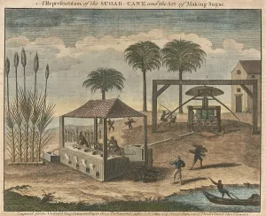Food Prints: Sugarcane processing in the West Indies