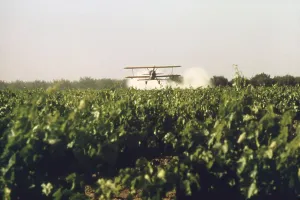 Bi Planes Prints: Sulfur dusting of grape vines by air